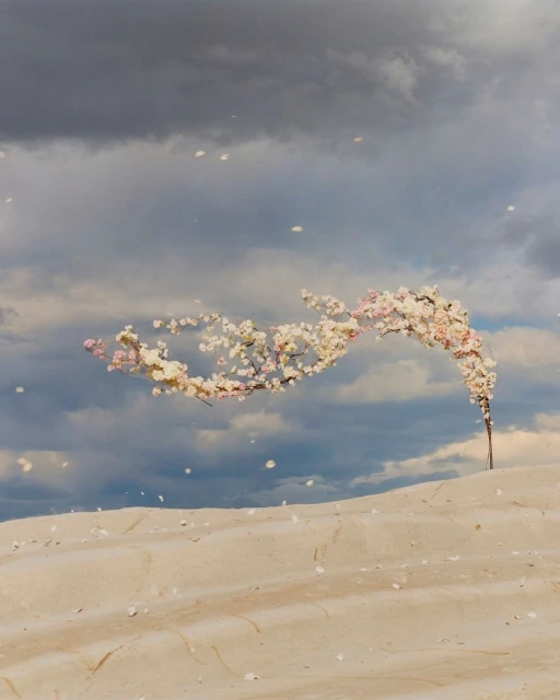 Dramatic image featuring a blossoming tree branch arching over a sandy hill under a cloudy sky, with scattered flower petals.