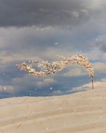 Dramatic image featuring a blossoming tree branch arching over a sandy hill under a cloudy sky, with scattered flower petals.