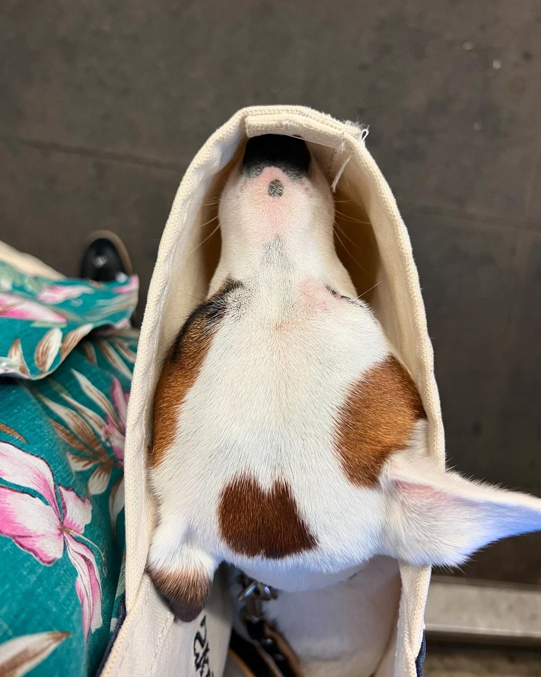 Dog peers out from within a canvas shoe, close-up shot focusing on the dog's face, with a person wearing a floral top visible nearby.