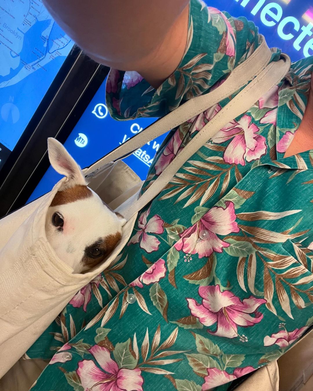 Small dog peeks from a white canvas tote bag carried by a person in a teal floral shirt, near a digital display screen indoors.