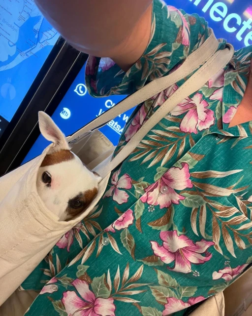 Small dog peeks from a white canvas tote bag carried by a person in a teal floral shirt, near a digital display screen indoors.