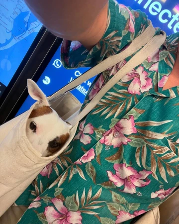 Small dog peeks from a white canvas tote bag carried by a person in a teal floral shirt, near a digital display screen indoors.