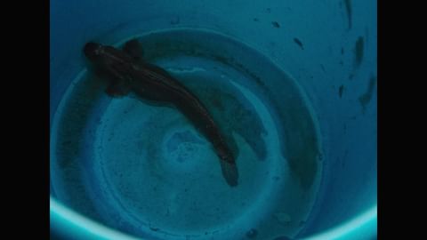 A fish swims in a blue bucket, captured from an overhead shot, showcasing a unique perspective and simple containment.