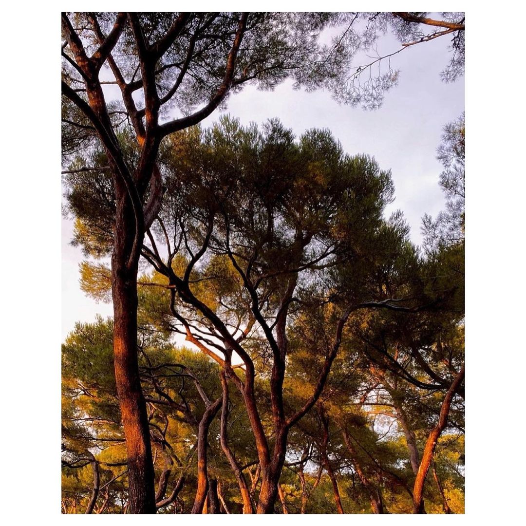 Looking up into a forest canopy, tall tree trunks with golden light reach up to green foliage and a soft, muted sky above.