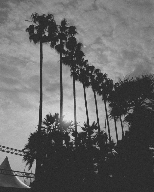 Black and white landscape of tall palm trees silhouetted against a cloudy sky, creating a stark, natural scene.  