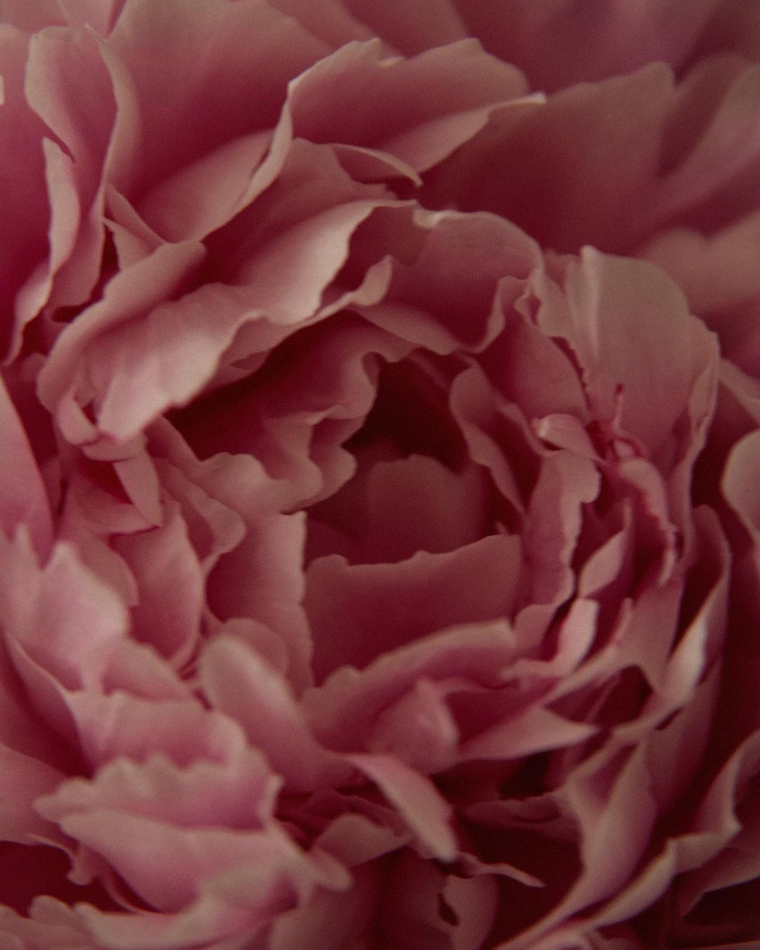 Close-up shot of a pink peony flower with multiple layers of petals in soft focus, showcasing its delicate texture and natural beauty.