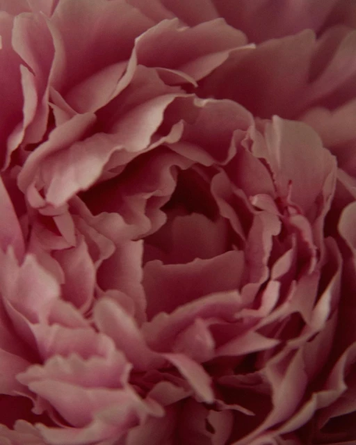 Close-up shot of a pink peony flower with multiple layers of petals in soft focus, showcasing its delicate texture and natural beauty.