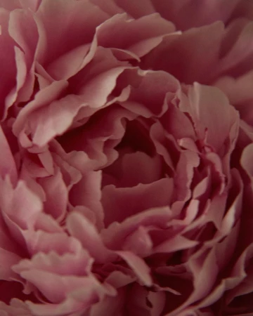 Close-up shot of a pink peony flower with multiple layers of petals in soft focus, showcasing its delicate texture and natural beauty.