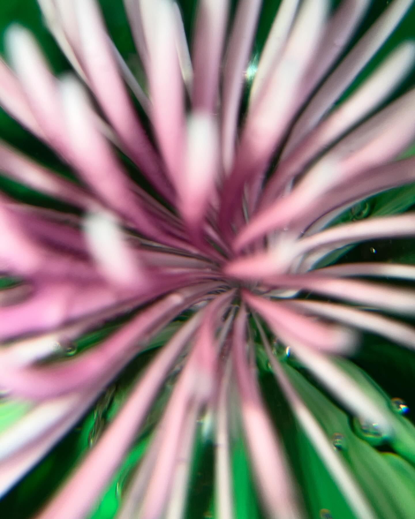 Abstract macro photograph of pink and white spiky floral pattern surrounded by a green backdrop and glass water droplets.