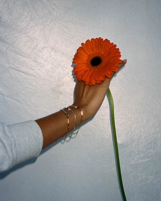 Close-up studio shot of a fair-skinned hand holding a vibrant orange gerbera daisy, adorned with delicate gold bracelets against a textured white backdrop.