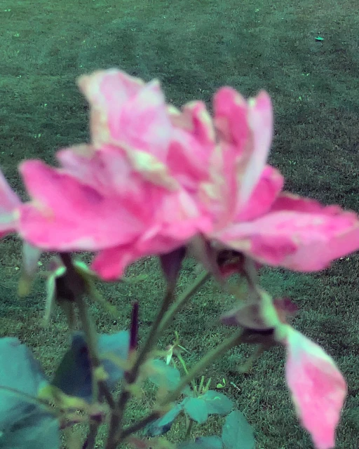 Close-up shot of a pink and white rose in bloom in a garden setting, highlighting the flower's soft petals and vibrant colors.
