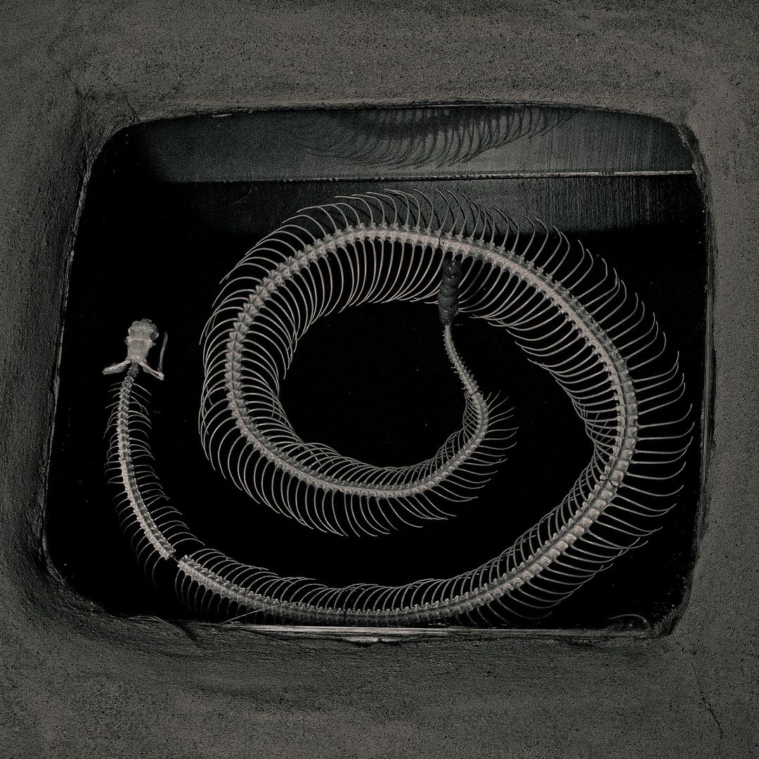 Snake skeleton isolated against black background, showcasing its anatomy, bones, and spinal structure, creating a visually striking image.