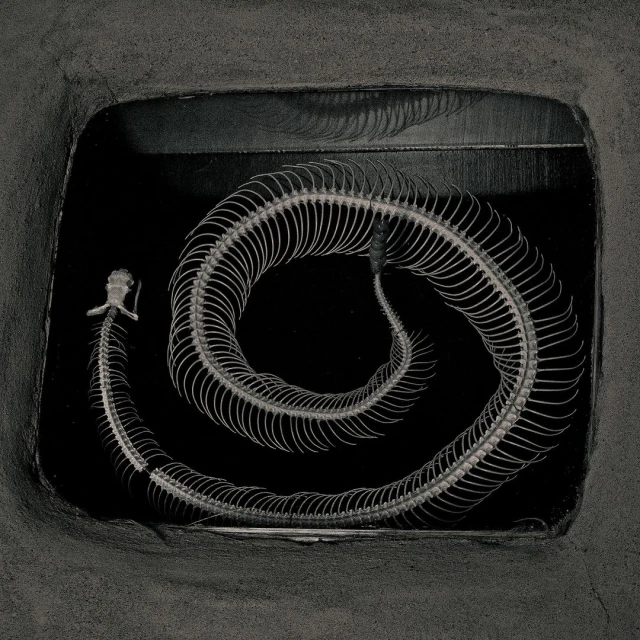 Snake skeleton isolated against black background, showcasing its anatomy, bones, and spinal structure, creating a visually striking image.