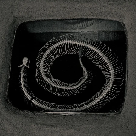 Snake skeleton isolated against black background, showcasing its anatomy, bones, and spinal structure, creating a visually striking image.