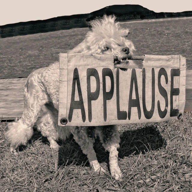 A white poodle stands in the grass, holding a sign that reads 'APPLAUSE' in its mouth, set against a monochromatic outdoor backdrop.