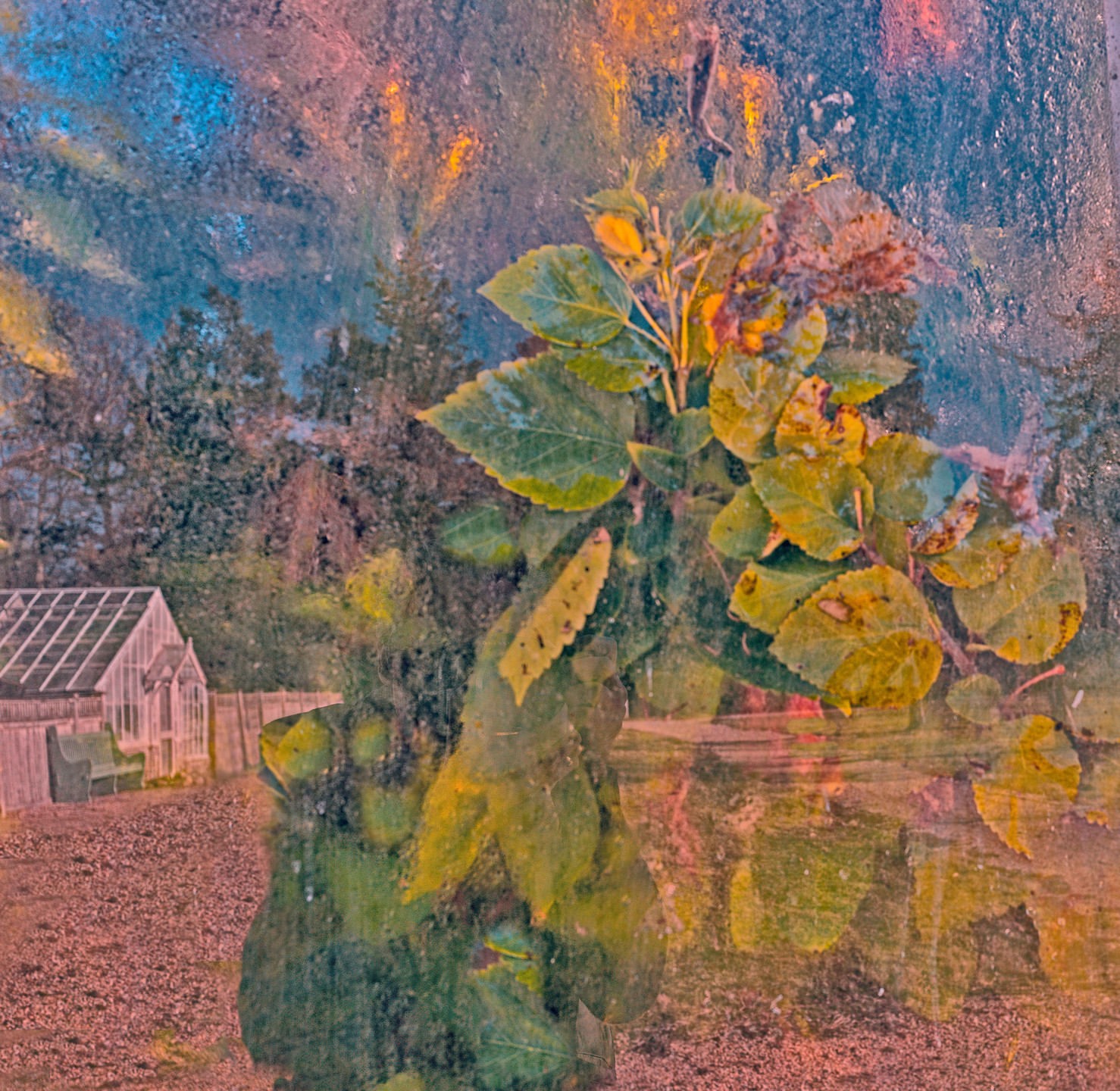 Artistic image with a close-up of green leaves and foliage with a blurred outdoor background featuring a small greenhouse.