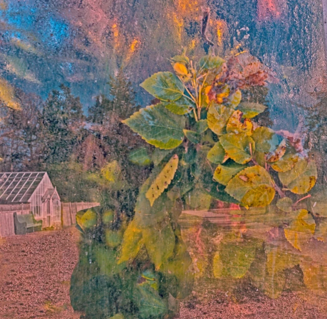 Artistic image with a close-up of green leaves and foliage with a blurred outdoor background featuring a small greenhouse.