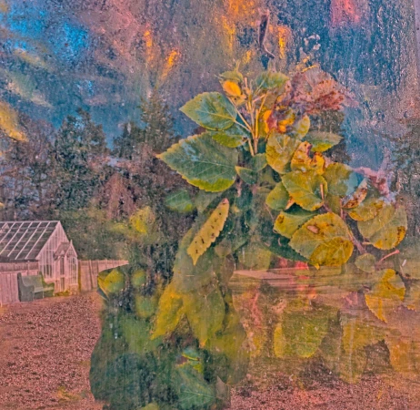 Artistic image with a close-up of green leaves and foliage with a blurred outdoor background featuring a small greenhouse.