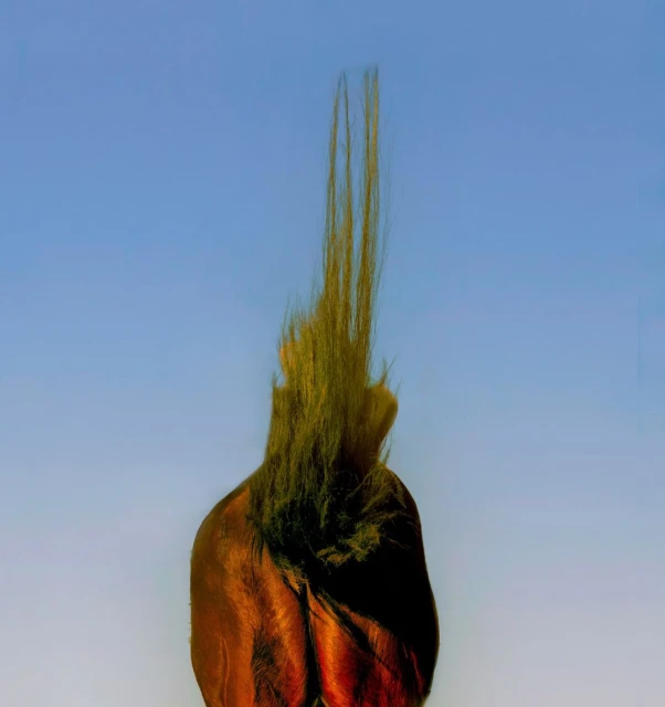 Rear view of a brown horse with its mane sticking up, set against a clear blue sky, captured in an outdoor setting.