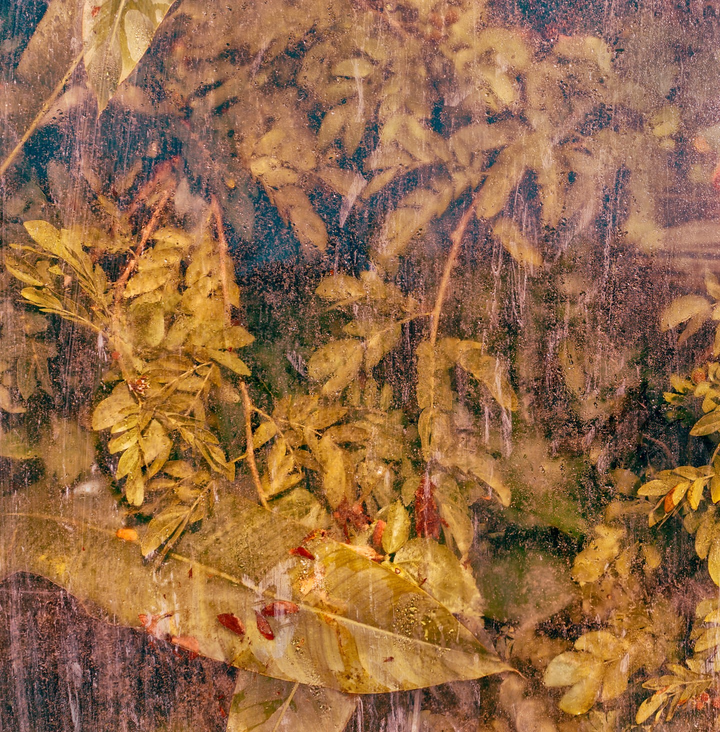 Artistic abstract image featuring a close-up of green foliage with a blurred background and water droplet effect on the surface.