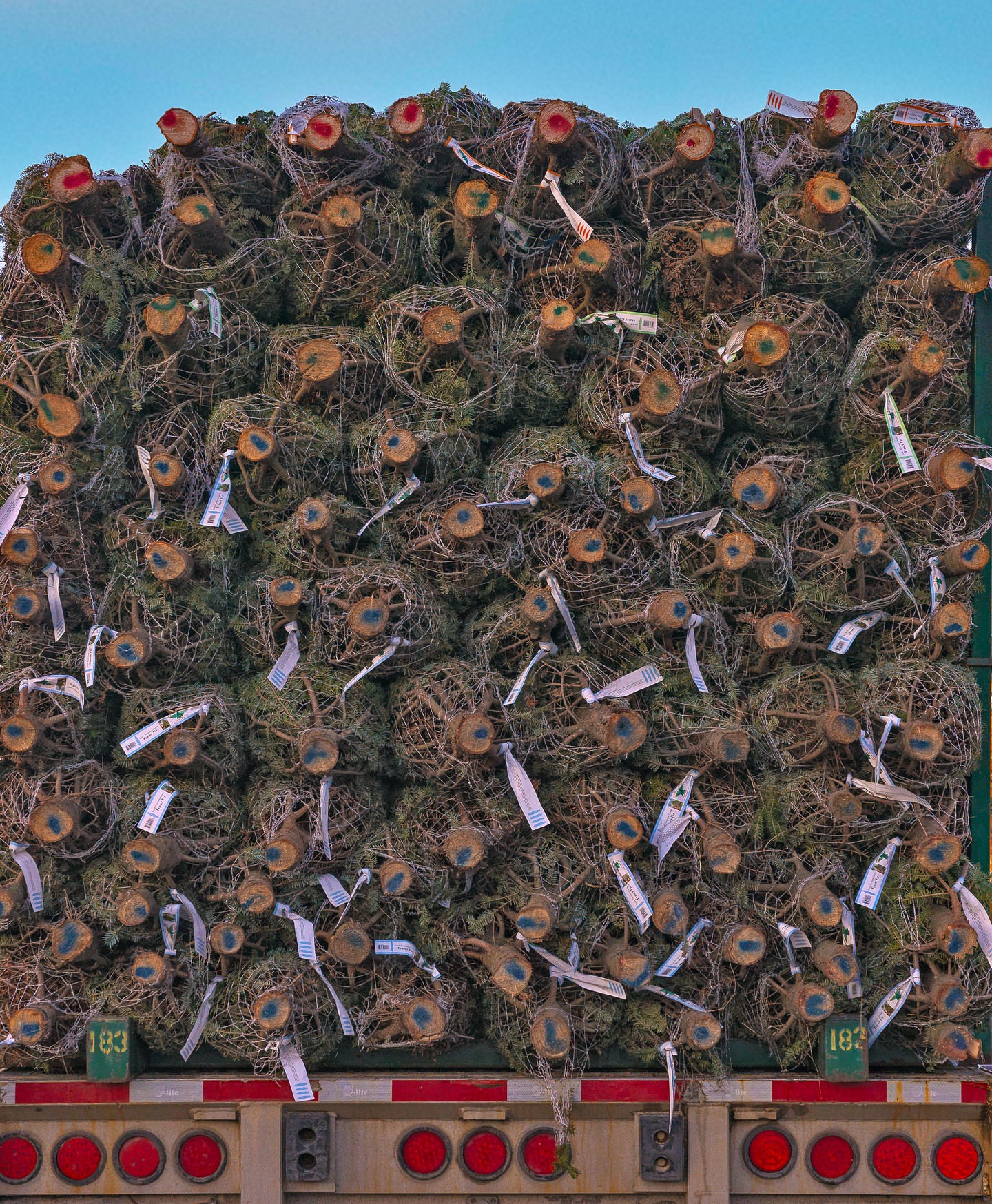 Stacked Christmas trees on a truck bed, ready for transport and sale, showing their wrapped state and cut trunks.