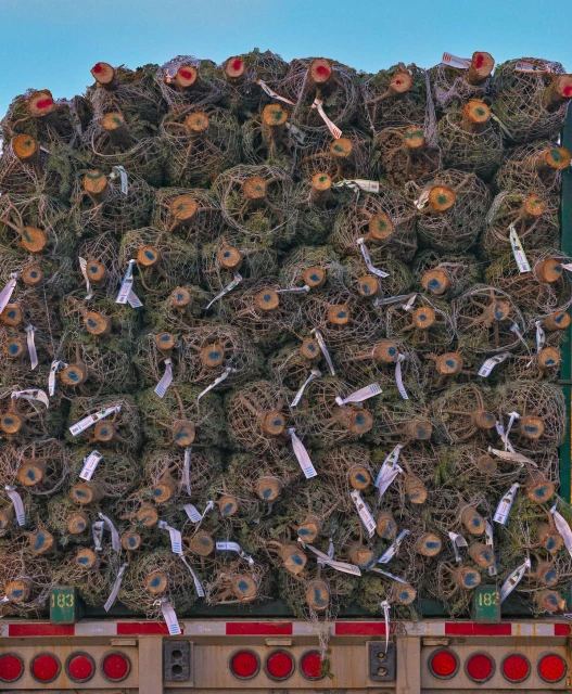 Stacked Christmas trees on a truck bed, ready for transport and sale, showing their wrapped state and cut trunks.