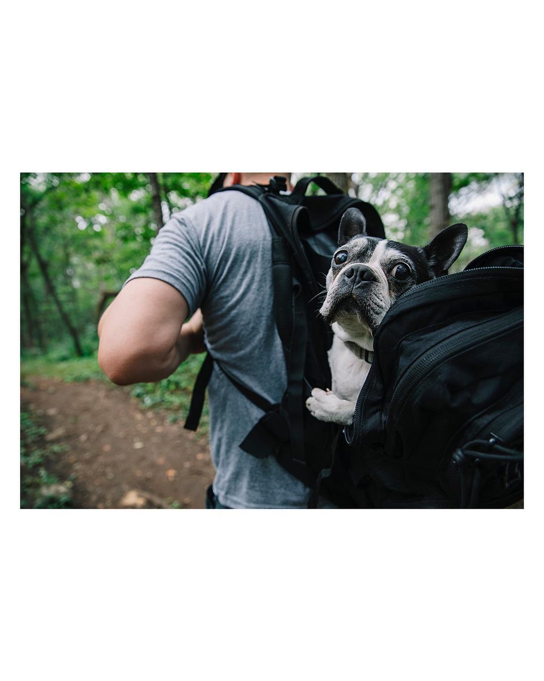 Boston terrier dog peeks out of a black backpack carried by a man hiking in a green forest, capturing a blend of adventure and companionship.