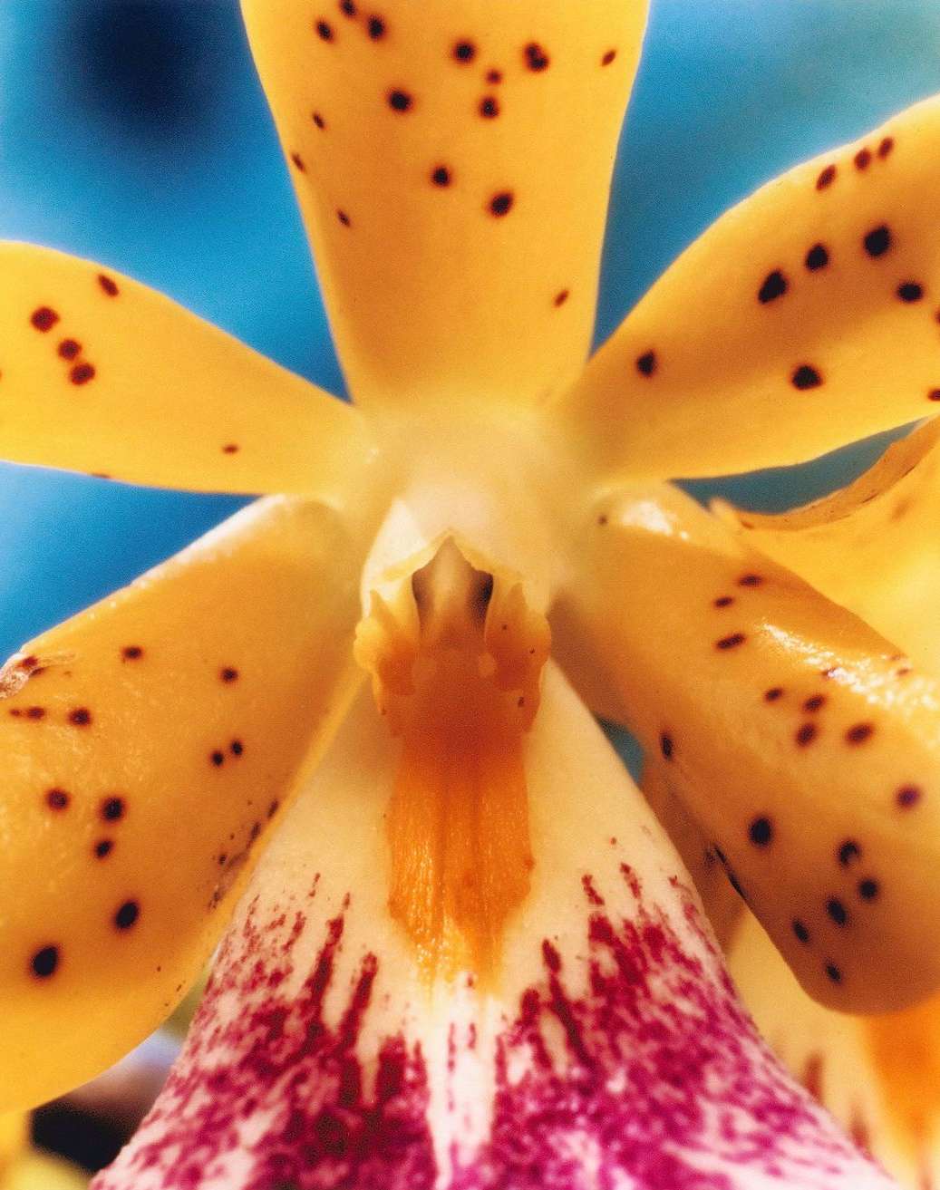 Macro photography of a yellow and purple orchid with brown spots against a blurred blue background, capturing the flower's intricate details.