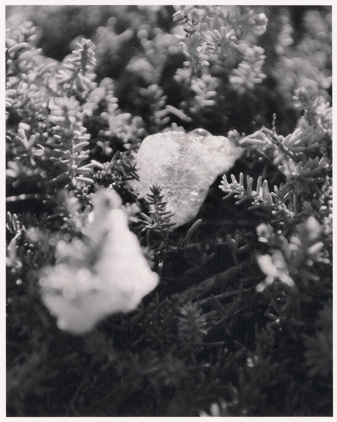 Monochrome photograph showcasing a textured, rounded object amidst a dense cluster of small-leafed plants, creating a natural, contrasting scene.