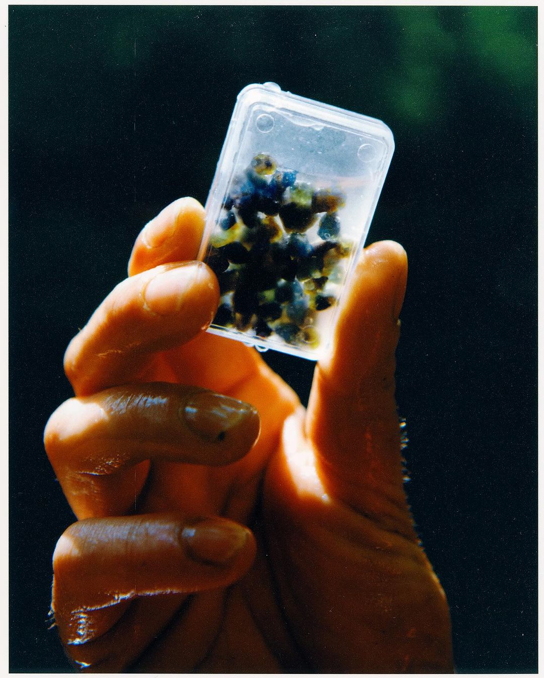 Close-up of a person holding a small, clear plastic container filled with small, dark blue and yellow crystalline rocks indoors.