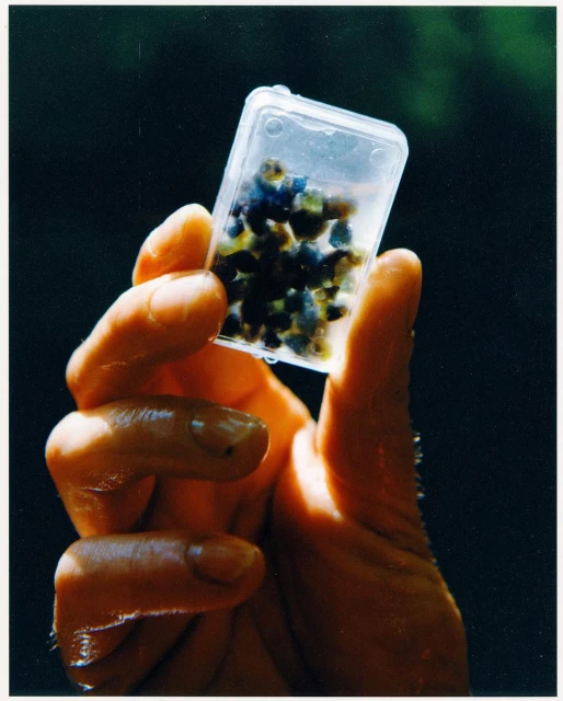 Close-up of a person holding a small, clear plastic container filled with small, dark blue and yellow crystalline rocks indoors.