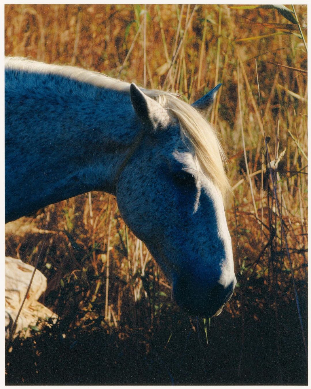 Close-up view of a white horse with grey spots grazing in a sunlit field with tall brown grasses in the background on a sunny day.