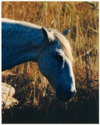 Close-up profile of a dapple grey horse head against tall dry grass by Thomas Chene