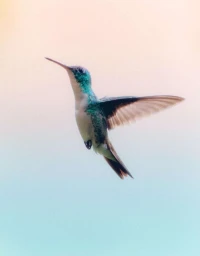 A vibrant hummingbird captured mid-flight with wings extended against a soft pastel gradient background.