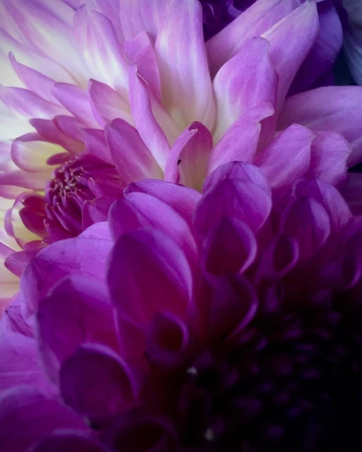 Closeup shot capturing vibrant purple and white dahlia flower petals in natural light, showcasing floral beauty and intricate details.