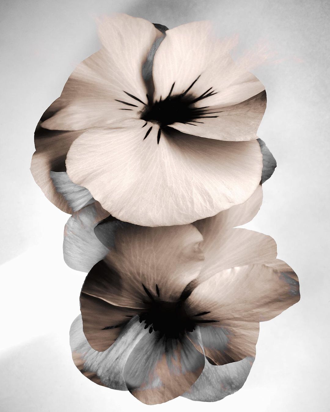 Close-up of stacked anemone flowers in shades of grey, beige, and black on a light gradient background. Floral arrangement, botanical art.