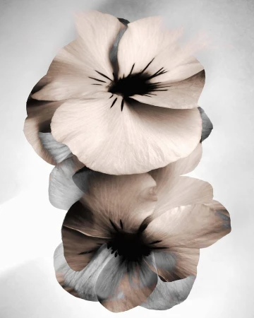 Close-up of stacked anemone flowers in shades of grey, beige, and black on a light gradient background. Floral arrangement, botanical art.