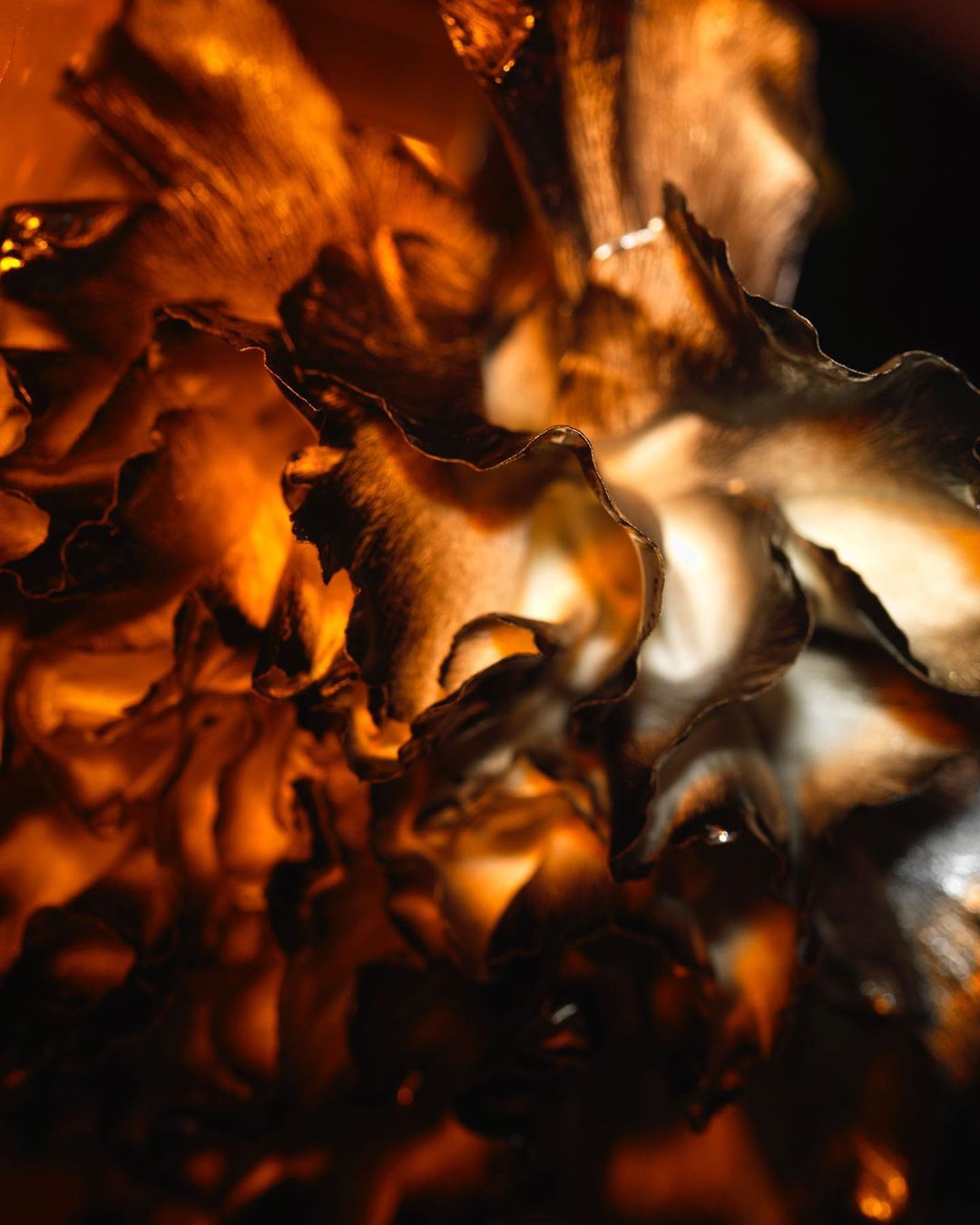 Abstract image of a flower with golden highlights against a dark background, showcasing intricate petal details and warm, glowing colors.