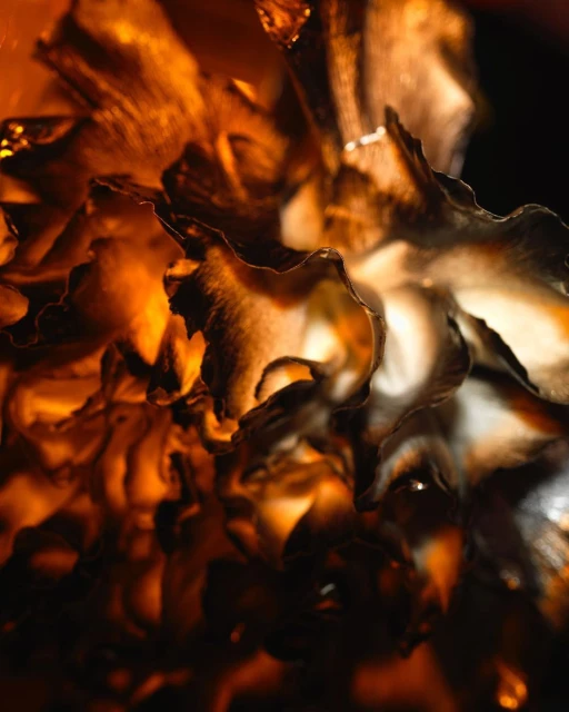 Abstract image of a flower with golden highlights against a dark background, showcasing intricate petal details and warm, glowing colors.