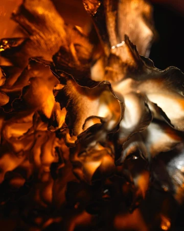 Abstract image of a flower with golden highlights against a dark background, showcasing intricate petal details and warm, glowing colors.