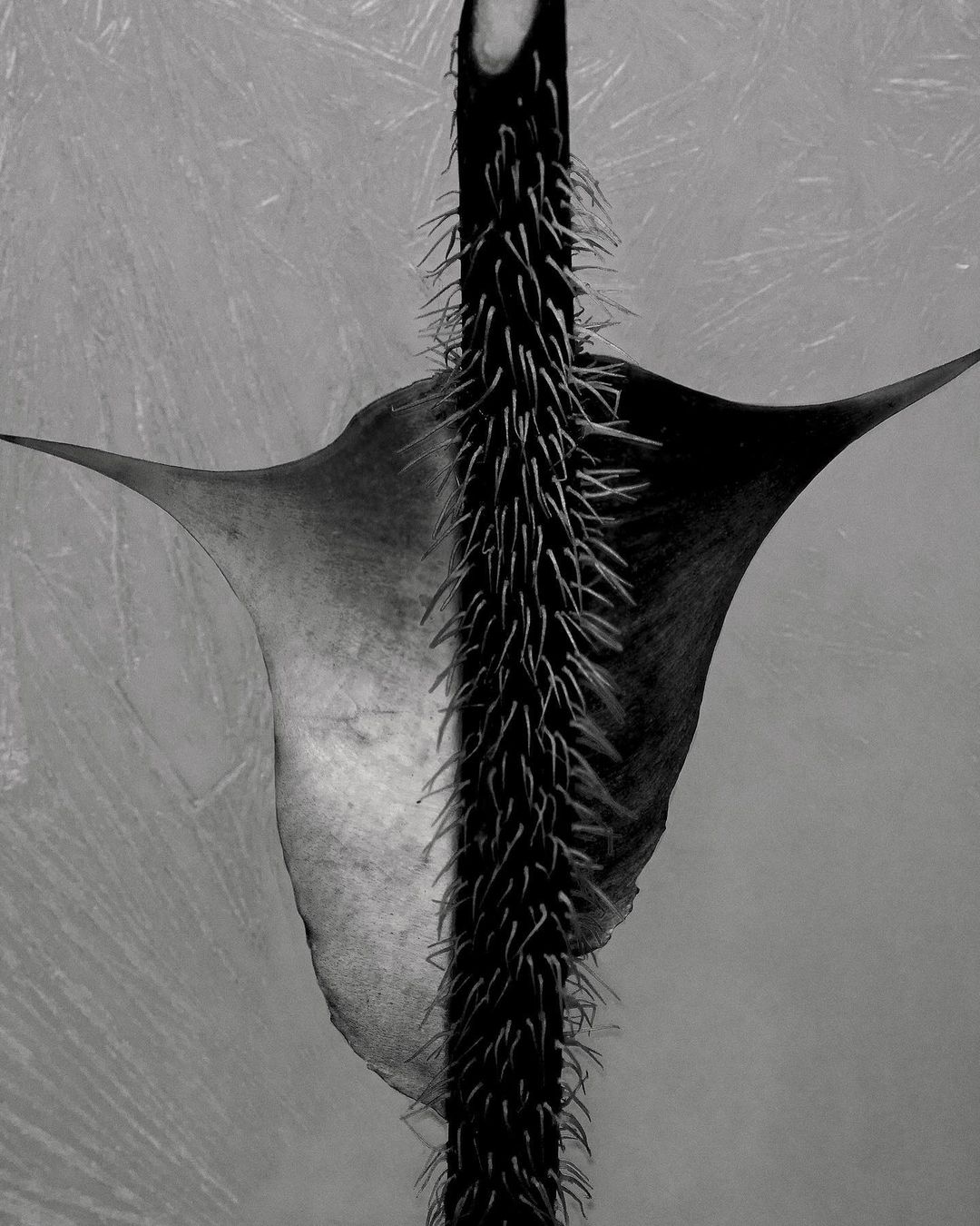 Monochromatic close-up of a plant stem with sharp barbs and a leaf with a pointed end, set against a lightly textured gray background.