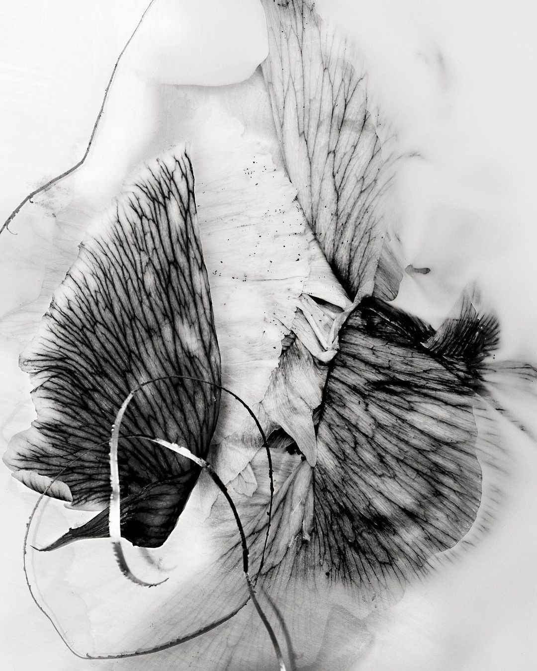 Monochromatic botanical photography of delicate flower petals with visible veins, textures, and abstract composition on white background.