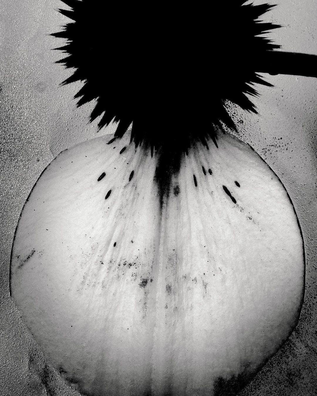 Monochromatic close-up of a flower petal with dark markings, set against a textured background, creating an abstract floral composition.