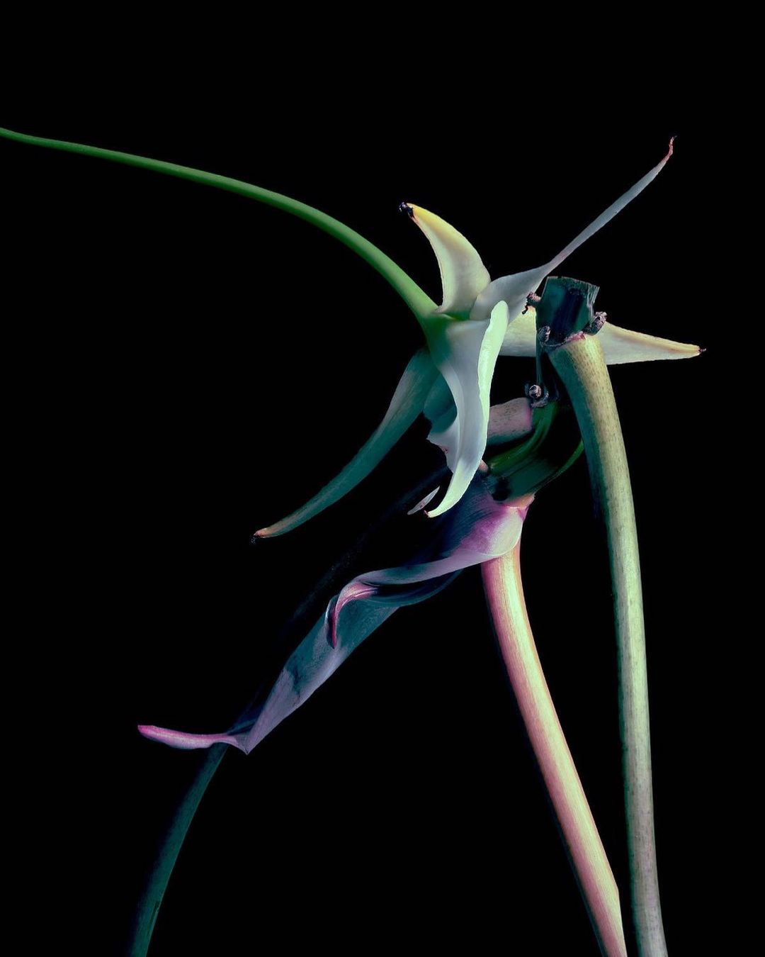 Dramatic close-up of a white flower with long green stems against a black background, creating a stark contrast and artistic presentation.