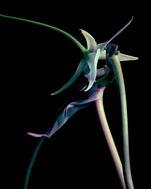 Botanical close-up photo showcasing a star-shaped white flower with green stems against a stark black background, artfully captured.