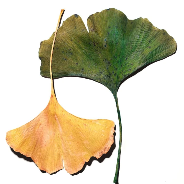 Thomas De Monaco