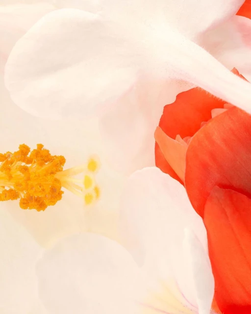 Close-up of white and red flower showcasing intricate petal details and vibrant color contrast, botanical beauty, and floral elegance.