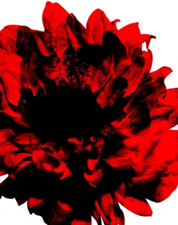 Close-up macro shot of a vibrant red flower blossom with deep black textured petal details against a bright white background.