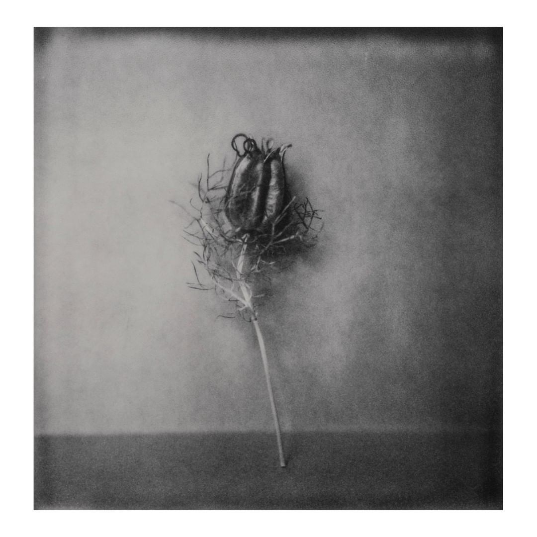 Monochrome photograph of a Nigella seed pod with stem, casting shadows on a gray surface, creating a vintage aesthetic.