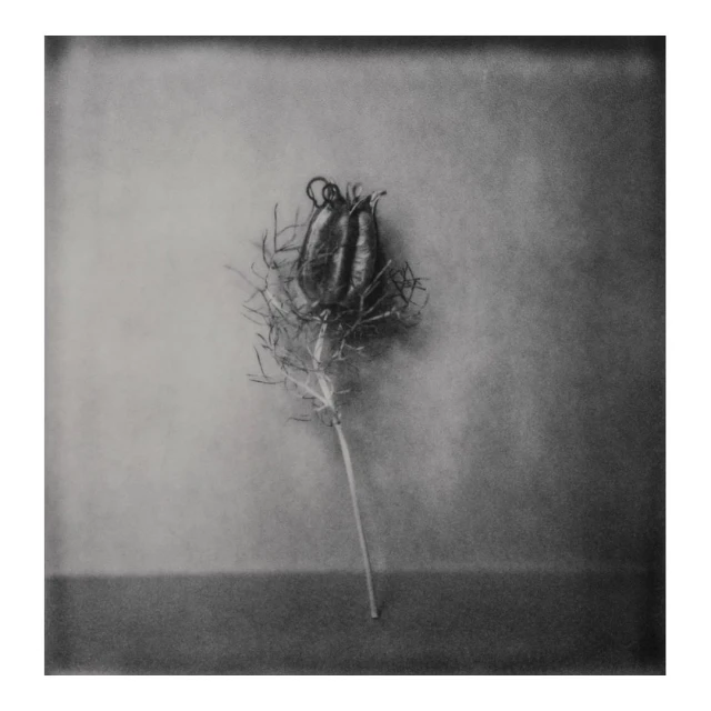 Monochrome photograph of a Nigella seed pod with stem, casting shadows on a gray surface, creating a vintage aesthetic.